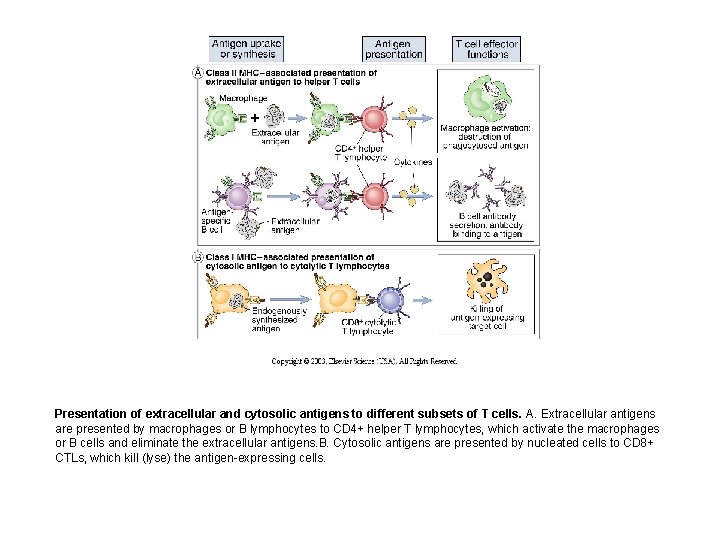 Presentation of extracellular and cytosolic antigens to different subsets of T cells. A. Extracellular