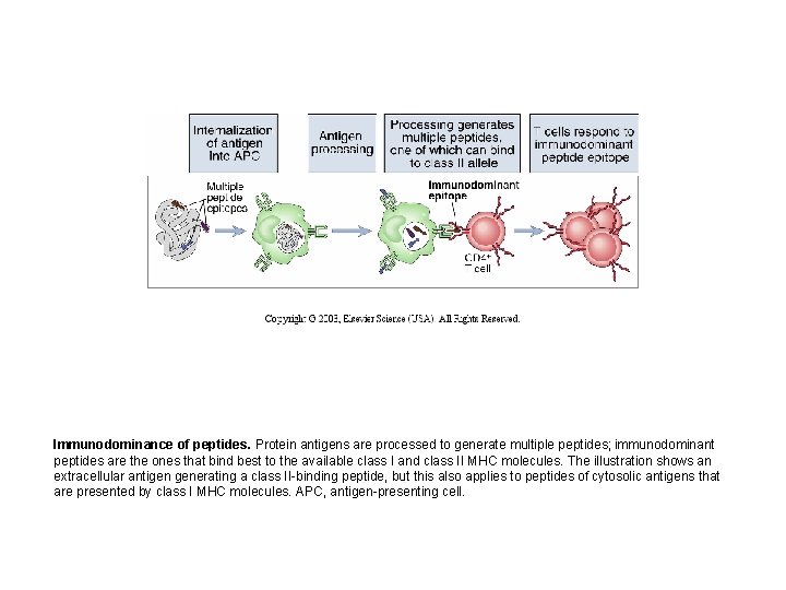 Immunodominance of peptides. Protein antigens are processed to generate multiple peptides; immunodominant peptides are