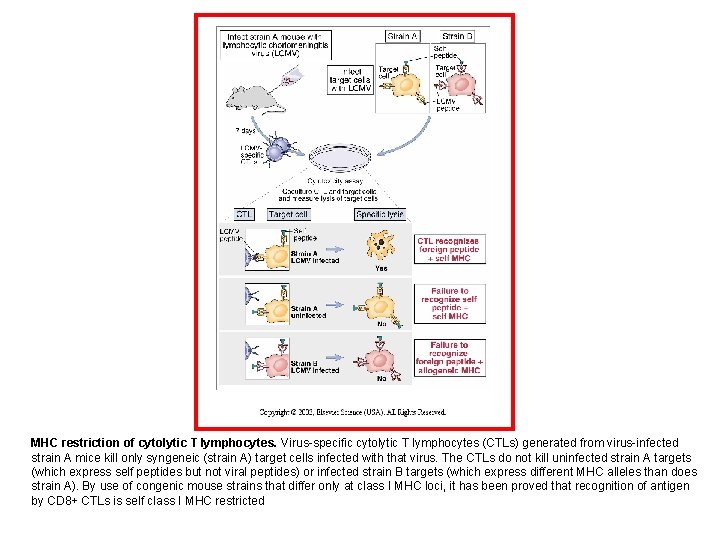 MHC restriction of cytolytic T lymphocytes. Virus-specific cytolytic T lymphocytes (CTLs) generated from virus-infected