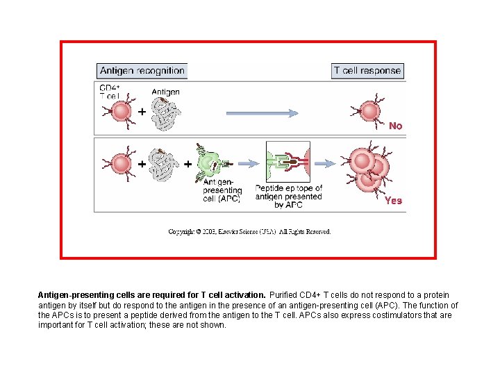 Antigen-presenting cells are required for T cell activation. Purified CD 4+ T cells do