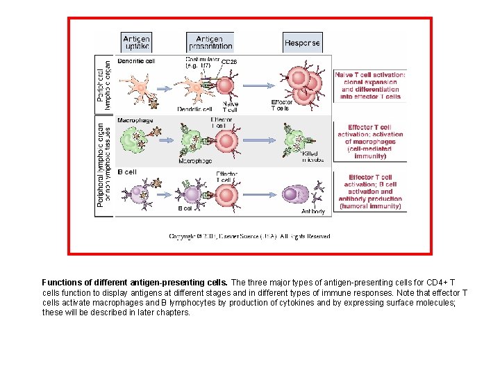 Functions of different antigen-presenting cells. The three major types of antigen-presenting cells for CD