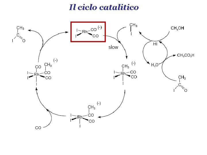 Il ciclo catalitico 