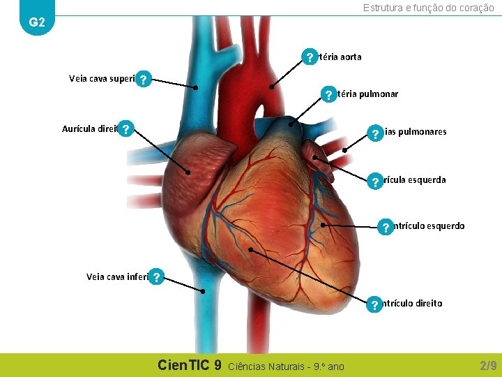 Estrutura e função do coração G 2 ? Artéria aorta Veia cava superior? ? Estrutura e função do coração G 2 ? Artéria aorta Veia cava superior? ?