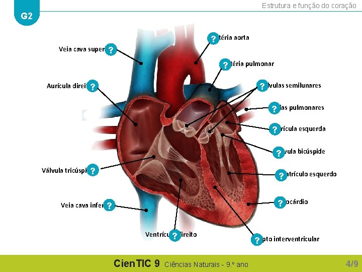 Estrutura e função do coração G 2 ? Artéria aorta Veia cava superior ? Estrutura e função do coração G 2 ? Artéria aorta Veia cava superior ?