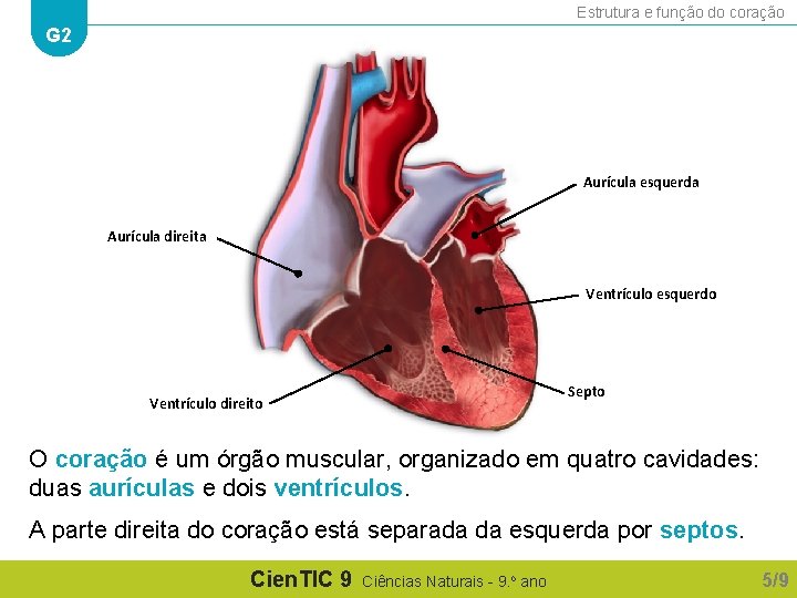 Estrutura e função do coração G 2 Aurícula esquerda Aurícula direita Ventrículo esquerdo Septo Estrutura e função do coração G 2 Aurícula esquerda Aurícula direita Ventrículo esquerdo Septo