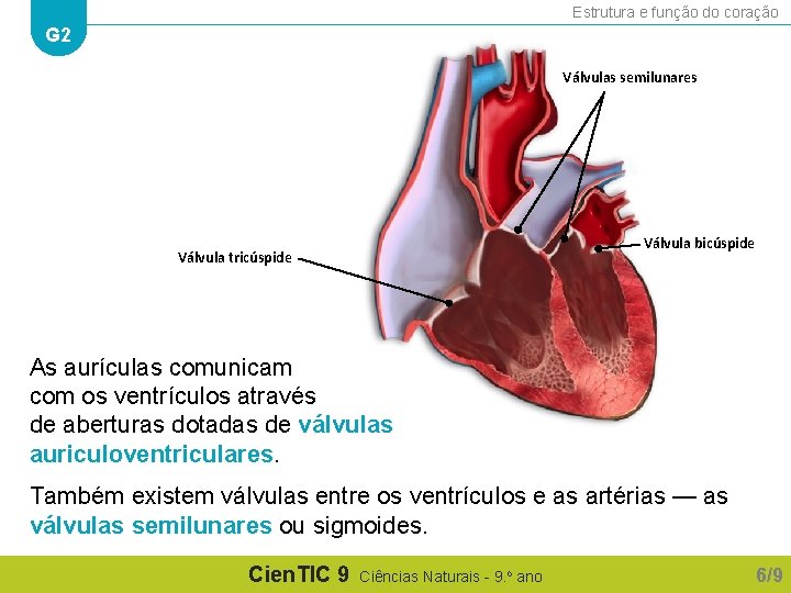 Estrutura e função do coração G 2 Válvulas semilunares Válvula bicúspide Válvula tricúspide As Estrutura e função do coração G 2 Válvulas semilunares Válvula bicúspide Válvula tricúspide As