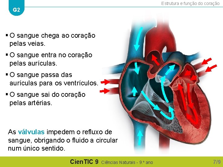 Estrutura e função do coração G 2 § O sangue chega ao coração pelas Estrutura e função do coração G 2 § O sangue chega ao coração pelas