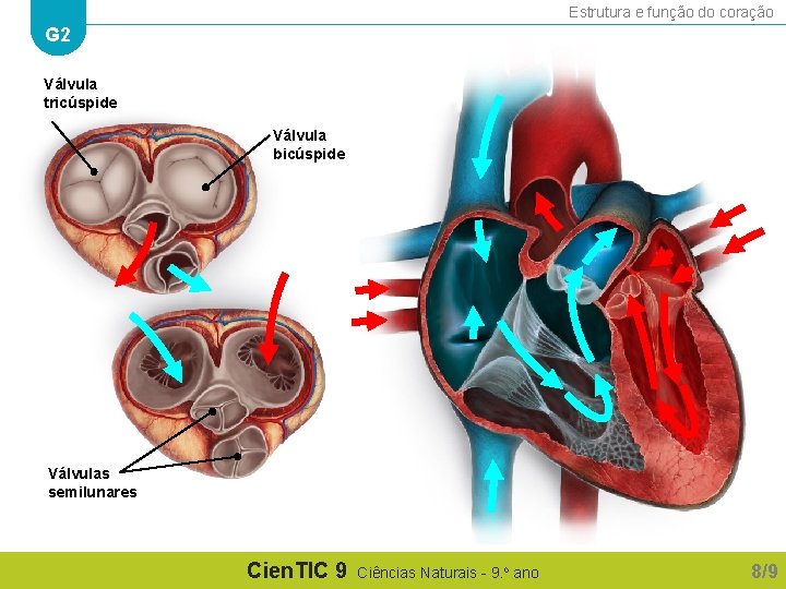 Estrutura e função do coração G 2 Válvula tricúspide Válvula bicúspide Válvulas semilunares Cien. Estrutura e função do coração G 2 Válvula tricúspide Válvula bicúspide Válvulas semilunares Cien.