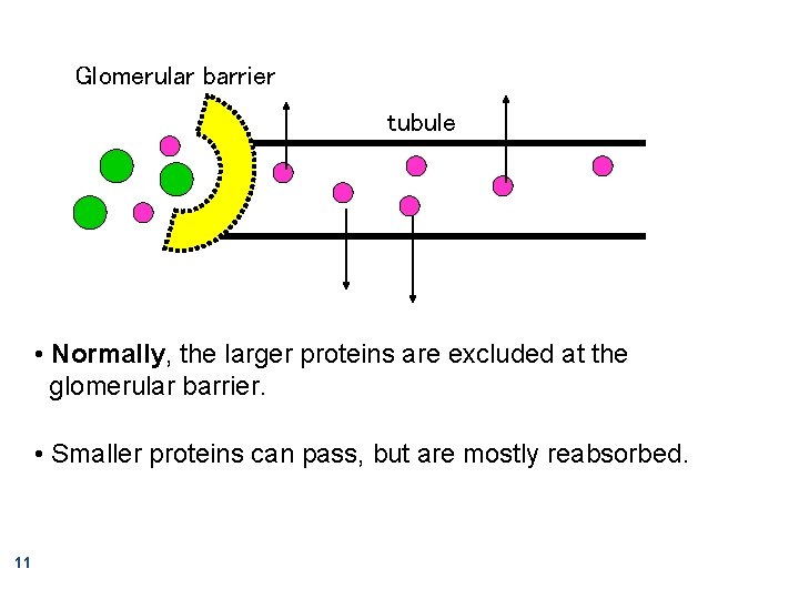 Glomerular barrier tubule • Normally, the larger proteins are excluded at the glomerular barrier.
