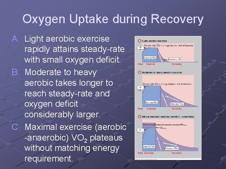 Oxygen Uptake during Recovery A. Light aerobic exercise rapidly attains steady-rate with small oxygen