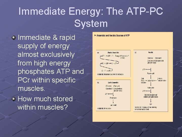 Immediate Energy: The ATP-PC System Immediate & rapid supply of energy almost exclusively from