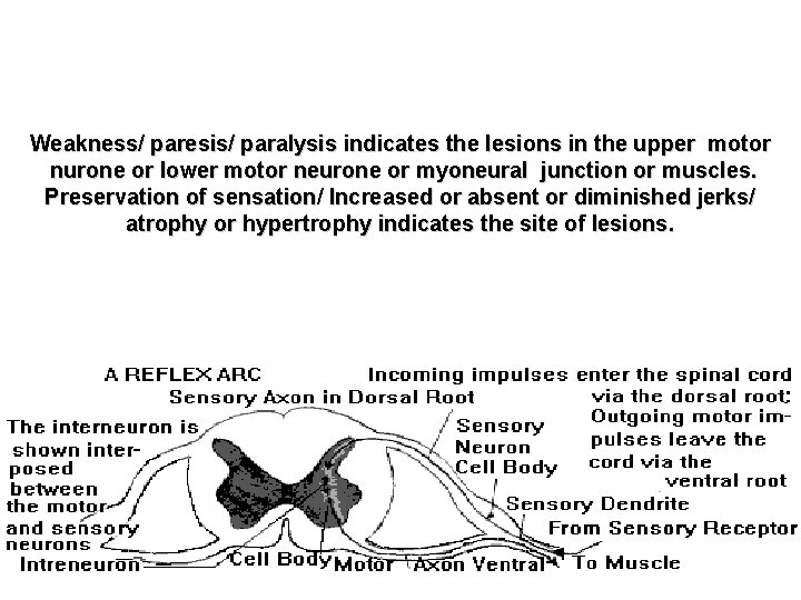 Weakness/ paresis/ paralysis indicates the lesions in the upper motor nurone or lower motor Weakness/ paresis/ paralysis indicates the lesions in the upper motor nurone or lower motor