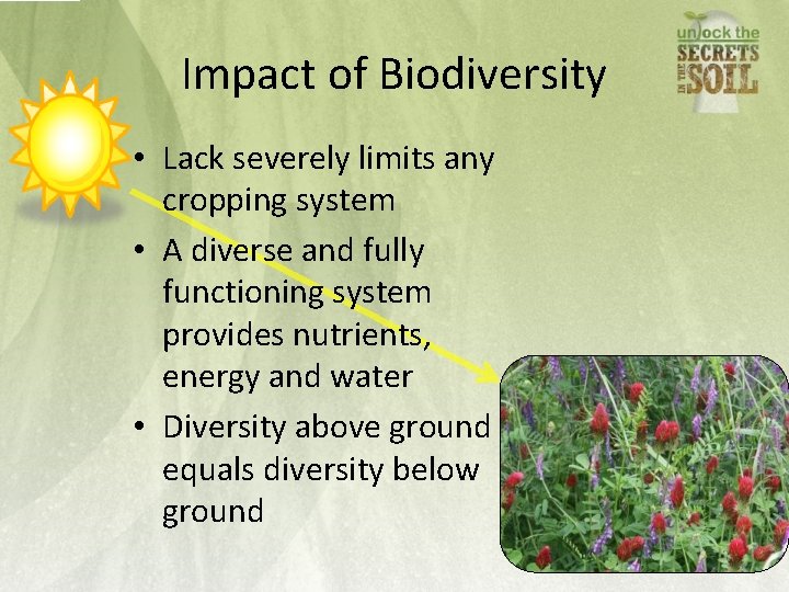 Impact of Biodiversity • Lack severely limits any cropping system • A diverse and