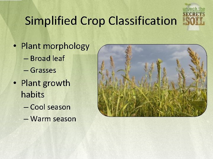 Simplified Crop Classification • Plant morphology – Broad leaf – Grasses • Plant growth