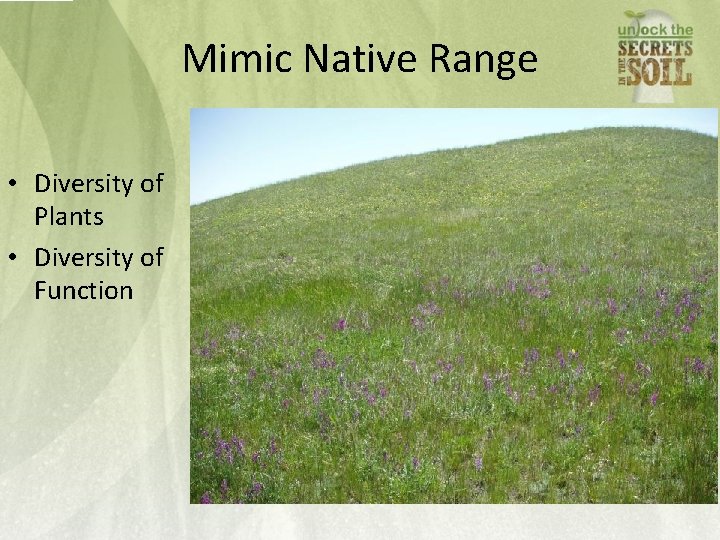 Mimic Native Range • Diversity of Plants • Diversity of Function 