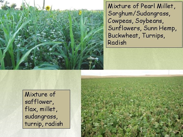 Mixture of Pearl Millet, Sorghum/Sudangrass, Cowpeas, Soybeans, Sunflowers, Sunn Hemp, Buckwheat, Turnips, Radish Mixture
