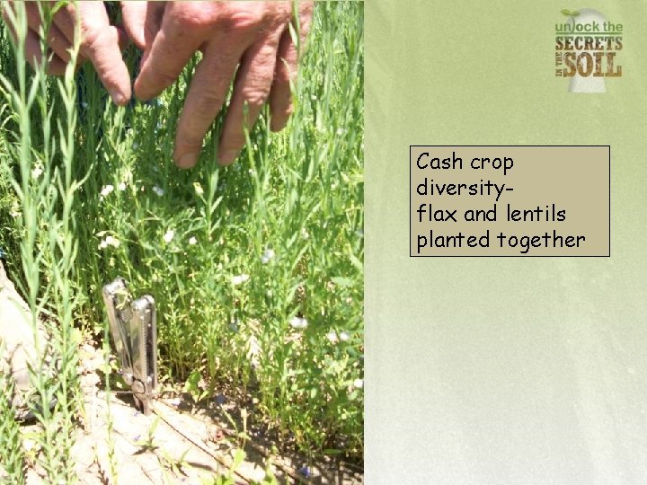 Cash crop diversityflax and lentils planted together 