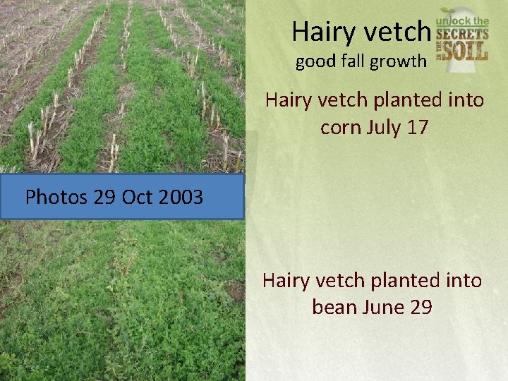 Hairy vetch good fall growth Hairy vetch planted into corn July 17 Photos 29