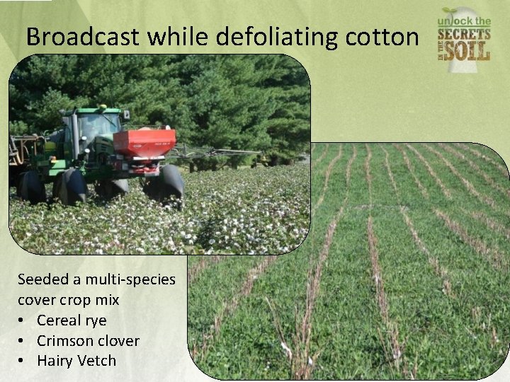 Broadcast while defoliating cotton Seeded a multi-species cover crop mix • Cereal rye •