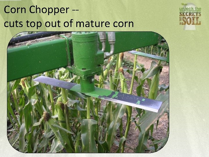 Corn Chopper -cuts top out of mature corn 