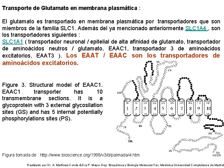 Transporte de Glutamato en membrana plasmática : El glutamato es transportado en membrana plasmática