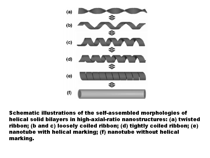 Schematic illustrations of the self-assembled morphologies of helical solid bilayers in high-axial-ratio nanostructures: (a)