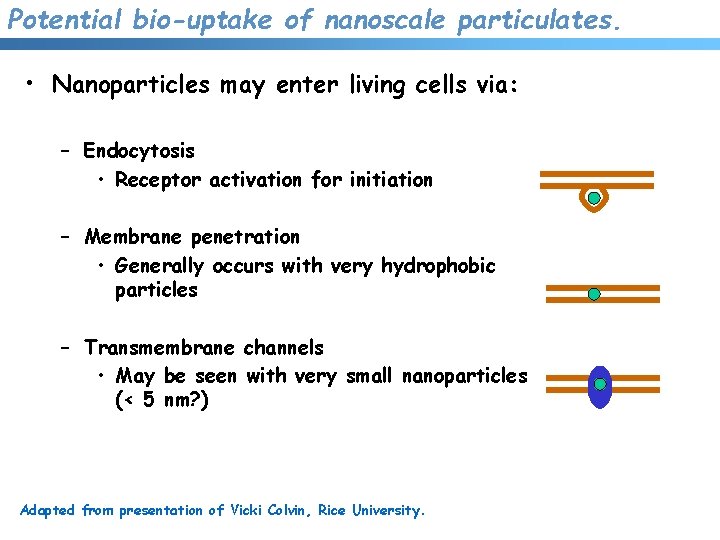 Potential bio-uptake of nanoscale particulates. • Nanoparticles may enter living cells via: – Endocytosis