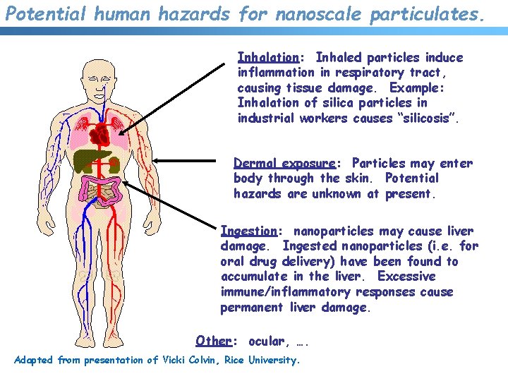 Potential human hazards for nanoscale particulates. Inhalation: Inhaled particles induce inflammation in respiratory tract,