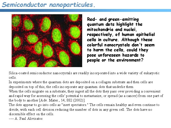 Semiconductor nanoparticules. Red- and green-emitting quantum dots highlight the mitochondria and nuclei, respectively, of