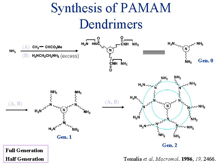 Synthesis of PAMAM Dendrimers (A) (B) (excess) Gen. 0 (A, B) Gen. 1 Full