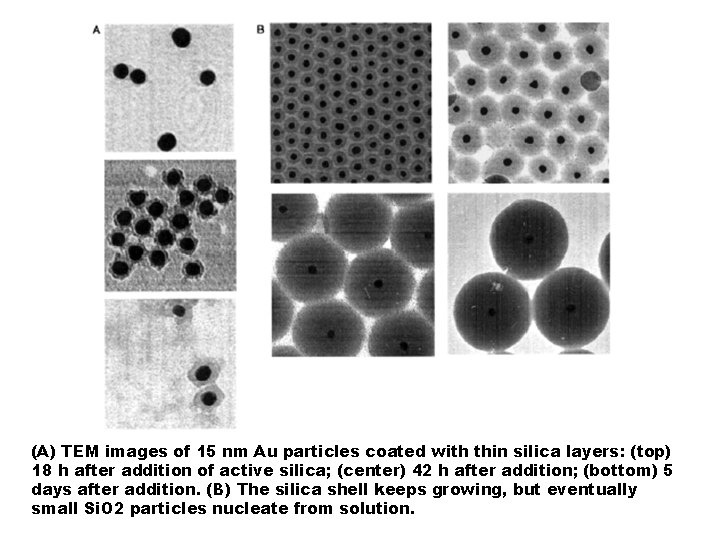 (A) TEM images of 15 nm Au particles coated with thin silica layers: (top)