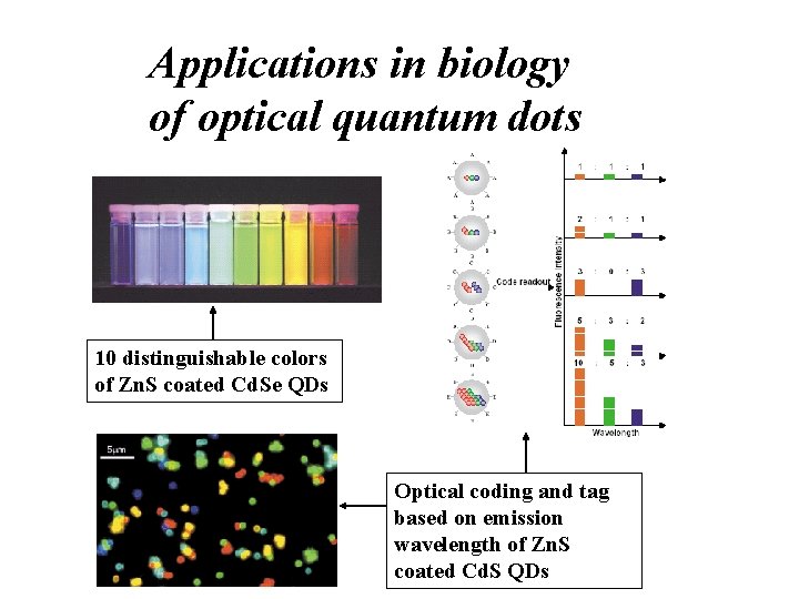 Applications in biology of optical quantum dots 10 distinguishable colors of Zn. S coated