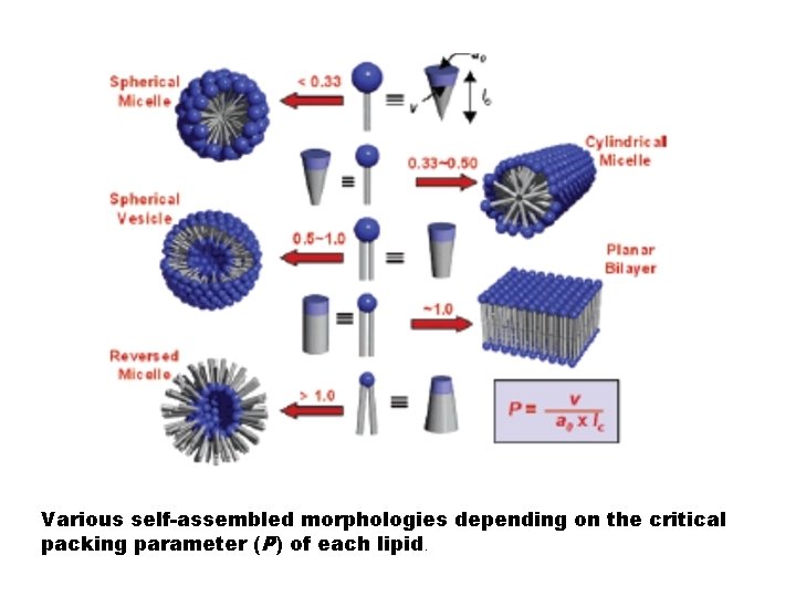 Various self-assembled morphologies depending on the critical packing parameter (P) of each lipid. 