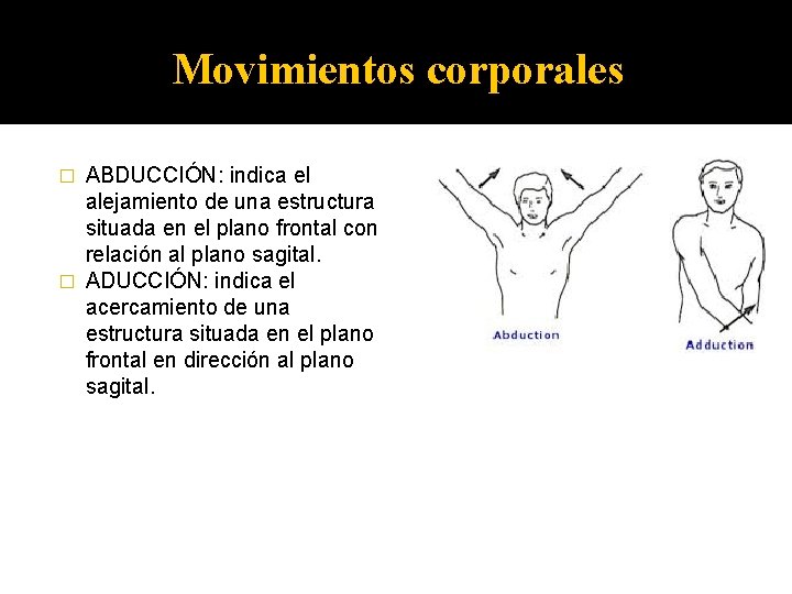 Movimientos corporales ABDUCCIÓN: indica el alejamiento de una estructura situada en el plano frontal