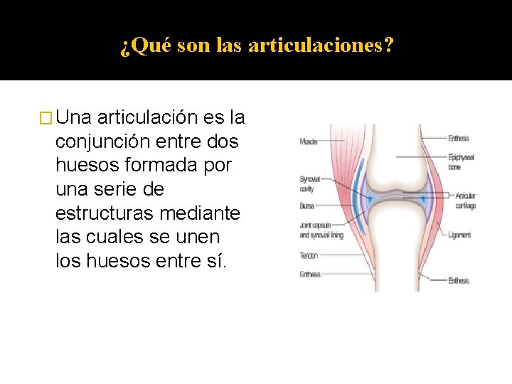 ¿Qué son las articulaciones? � Una articulación es la conjunción entre dos huesos formada