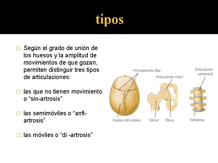 tipos � Según el grado de unión de los huesos y la amplitud de