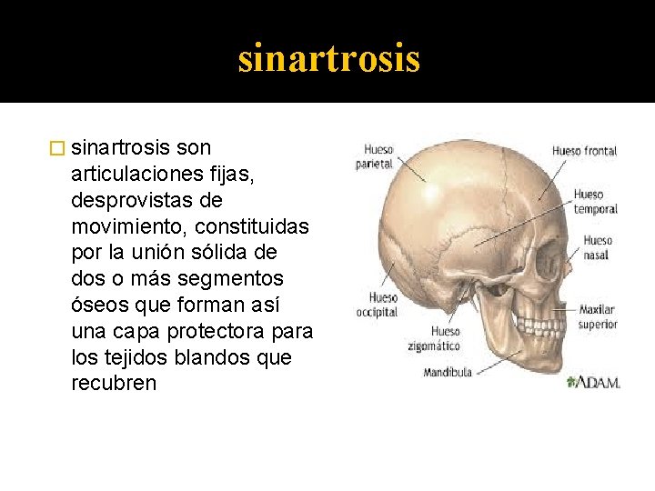 sinartrosis � sinartrosis son articulaciones fijas, desprovistas de movimiento, constituidas por la unión sólida