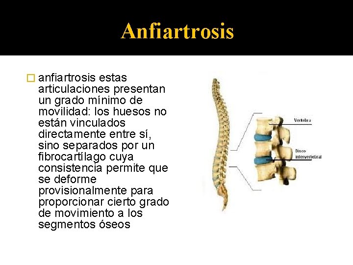 Anfiartrosis � anfiartrosis estas articulaciones presentan un grado mínimo de movilidad: los huesos no