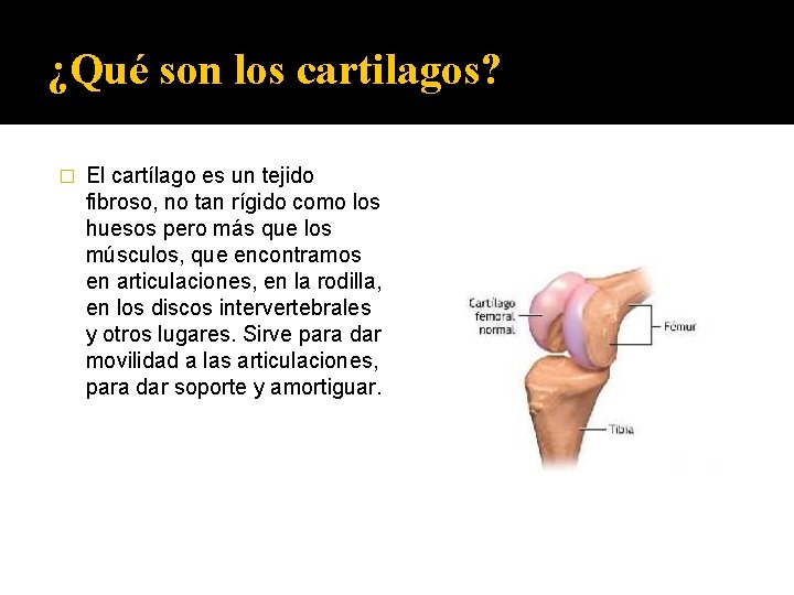 ¿Qué son los cartilagos? � El cartílago es un tejido fibroso, no tan rígido