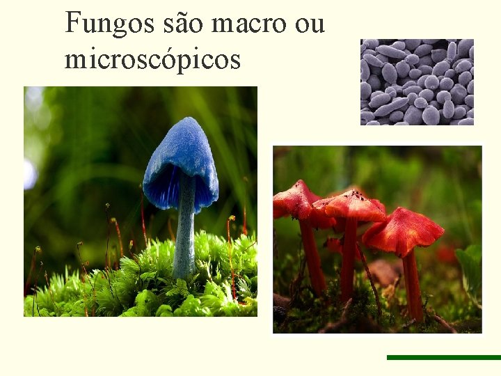 Fungos são macro ou microscópicos 