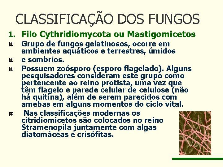 CLASSIFICAÇÃO DOS FUNGOS 1. Filo Cythridiomycota ou Mastigomicetos Grupo de fungos gelatinosos, ocorre em