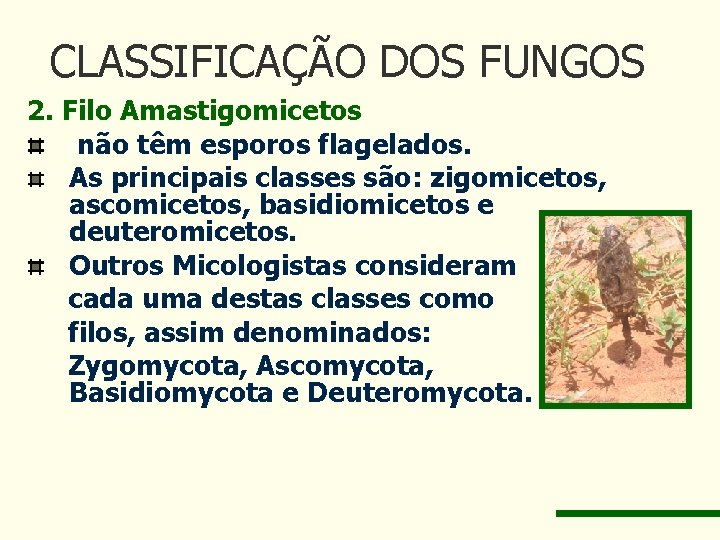 CLASSIFICAÇÃO DOS FUNGOS 2. Filo Amastigomicetos não têm esporos flagelados. As principais classes são: