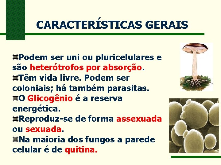 CARACTERÍSTICAS GERAIS Podem ser uni ou pluricelulares e são heterótrofos por absorção. Têm vida