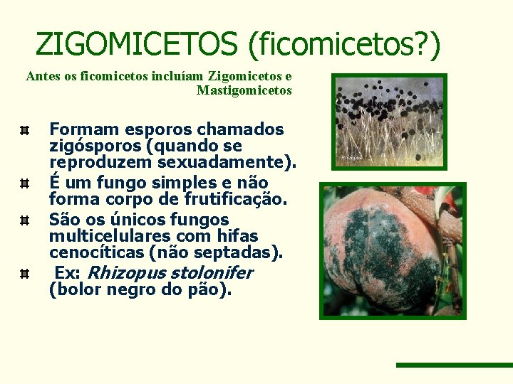 ZIGOMICETOS (ficomicetos? ) Antes os ficomicetos incluíam Zigomicetos e Mastigomicetos Formam esporos chamados zigósporos