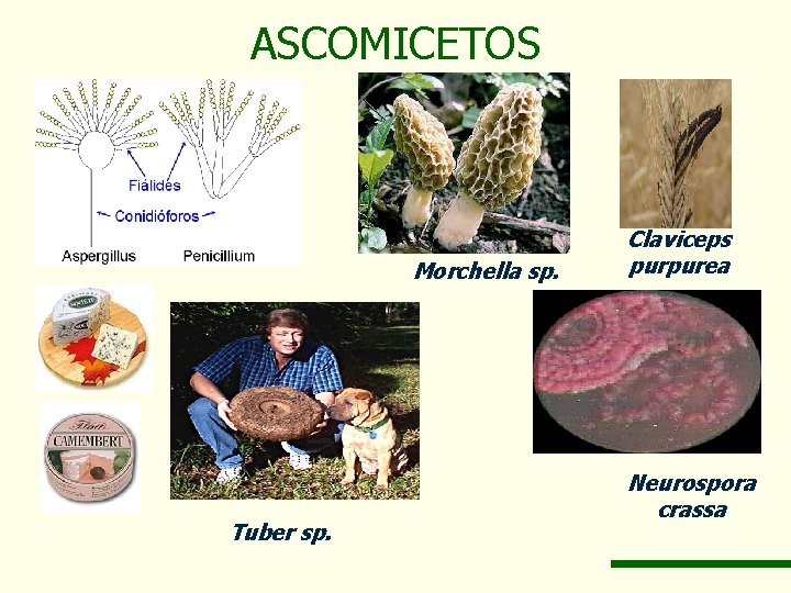 ASCOMICETOS Morchella sp. Tuber sp. Claviceps purpurea Neurospora crassa 