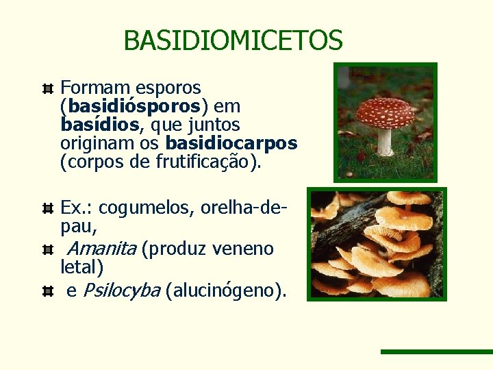 BASIDIOMICETOS Formam esporos (basidiósporos) em basídios, que juntos originam os basidiocarpos (corpos de frutificação).