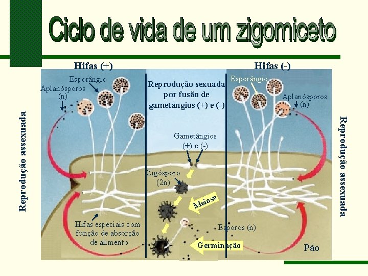 Hifas (+) Reprodução sexuada por fusão de gametângios (+) e (-) Esporângio Aplanósporos (n)