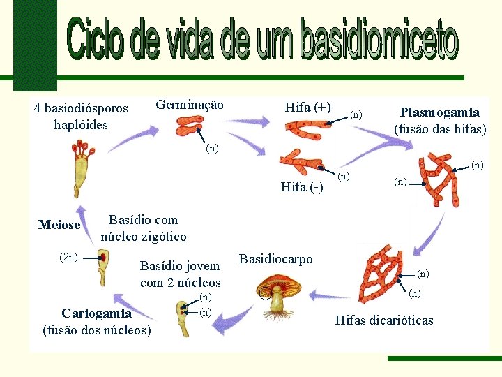 Germinação 4 basiodiósporos haplóides Hifa (+) (n) Plasmogamia (fusão das hifas) (n) Hifa (-)