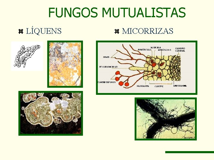 FUNGOS MUTUALISTAS LÍQUENS MICORRIZAS 