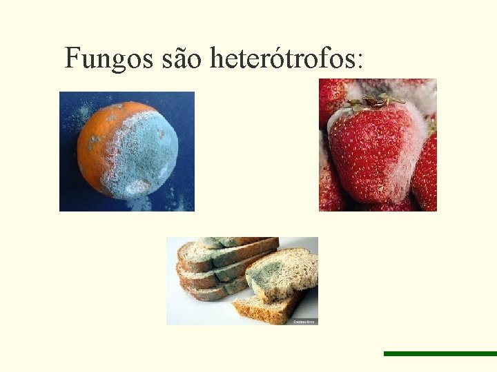 Fungos são heterótrofos: 